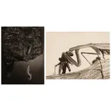 Margaret Bourke-White, Selected Images of Insects (comprising 'Insect Hanging from Cocoon' and 'Praying Mantis'), c. 1939, Two gelatin silver contact prints; one ferrotyped, one framed