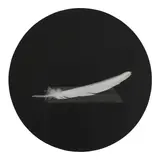 J. John Priola, 'Feather' (from 'Paradise'), 1993, Gelatin silver print; signed in ink on the reverse