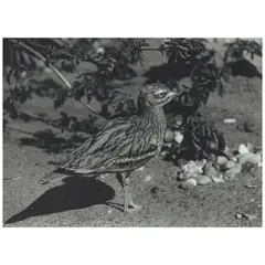 Christopher Williams, 'Cyprus' (1785, 8809, Burhinus Oedicnemus, Stone Curlew, Burhinidae, 9.11.82, Presented by Philip Wayre, Norfolk Wildlife Park, Great Britain) (from 'Supplement*' Portfolio), 1990, Gelatin silver print; signed