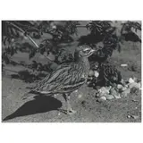 Christopher Williams, 'Cyprus' (1785, 8809, Burhinus Oedicnemus, Stone Curlew, Burhinidae, 9.11.82, Presented by Philip Wayre, Norfolk Wildlife Park, Great Britain) (from 'Supplement*' Portfolio), 1990, Gelatin silver print; signed
