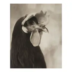 Beth Moon, 'Minorca Black Hen' (from 'Augurs and Soothsayers'), 2009, Platinum palladium print; signed