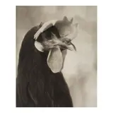 Beth Moon, 'Minorca Black Hen' (from 'Augurs and Soothsayers'), 2009, Platinum palladium print; signed