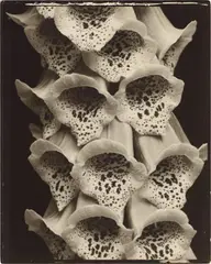 Edward Steichen, Foxgloves, France, 1926, Vintage oder früher Silbergelatine-Kontaktabzug vom Glasplattennegativ