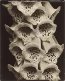 Edward Steichen, Foxgloves, France, 1926, Vintage oder früher Silbergelatine-Kontaktabzug vom Glasplattennegativ
