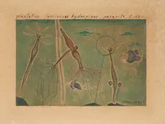 Max Ernst, Plantation farcineuse hydropique parasite, 1921, Aquarell und Bleistift auf Autotypie (Übermalung), auf festem Papier aufgezogen