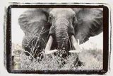 Peter Beard, Tsavo North - athi TIVA lugga, Bull elephant (circa 150-160 lbs/side), 1965, Späterer Silbergelatineabzug, vor 1997, collagiert