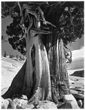 Edward Weston, Juniper, Lake Tenaya