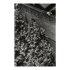 André Kertész, New York City, July 10 (from the portfolio 'Ten Photographers'), 1977, Gelatin silver print