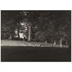 Paul Caponigro, Standing White Deer, Ireland, 1967, Platinum print