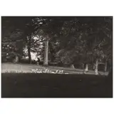 Paul Caponigro, Standing White Deer, Ireland