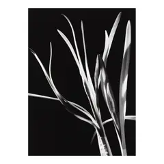 Morley Baer, 'Helen's Paper-Whites', 1976, Gelatin silver print; mounted