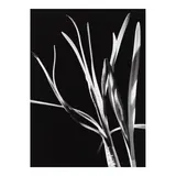 Morley Baer, 'Helen's Paper-Whites', 1976, Gelatin silver print; mounted