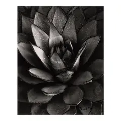 Brett Weston, Century Plant (from 'Baja California'), 1968, Gelatin silver print