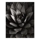 Brett Weston, Century Plant (from 'Baja California')