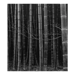 Brett Weston, Bamboo Forest, Japan, 1971, Gelatin silver print