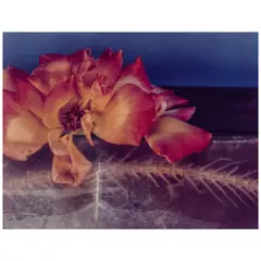 Olivia Parker, '"Ending"', 1980, Polaroid print; signed