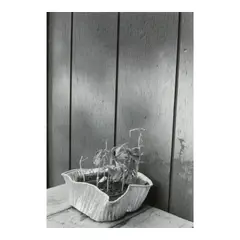 Arnold Newman, Untitled (Still Life), 1974, Gelatin silver print; mounted