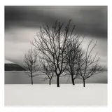 Michael Kenna, 'Five Trees, Toya Lake, Hokkaido, Japan'
