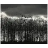 Michael Kenna, 'Nesting Colony, Bourgogne, France', 1997, Sepia-toned gelatin silver print