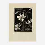 M. C. Escher, Flowers (Lilies)