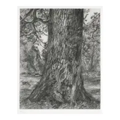 After Constable's Elm (Treves 103) by Lucian Freud, 2003, Etching on Somerset paper, sold Apr 2026