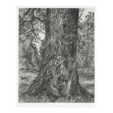 Lucian Freud, After Constable's Elm (Treves 103), 2003, Etching on Somerset paper