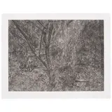 Lucian Freud, Painter's Garden (Treves 105), 2003-04, Etching on Somerset paper