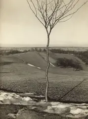 Albert Renger-Patzsch, Das Bäumchen, 1929, Vintage. Silbergelatineabzug