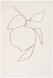 Tangerine (Mandarine) (from Suite of Plant Lithographs) by Ellsworth Kelly, 1964-1965, Lithograph on Rives BFK paper, sold May 2016