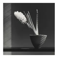 Robert Mapplethorpe, Hyacinth, 1986, Gelatin silver print; signed