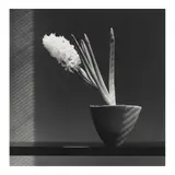 Robert Mapplethorpe, Hyacinth, 1986, Gelatin silver print; signed