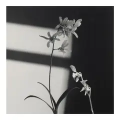 Robert Mapplethorpe, Flowers (Orchid), 1986, Gelatin silver print; signed