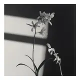 Robert Mapplethorpe, Flowers (Orchid), 1986, Gelatin silver print; signed