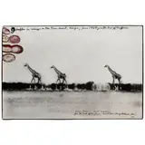Peter Beard, 'Giraffes in mirage on the Taru desert, Kenya, June 1960' (for 'The End of the Game')