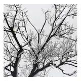 Brett Weston, Untitled (Branches in Snow), 1970, Gelatin silver print; mounted to Crescent board