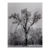 Ansel Adams, Oaktree, Snowstorm, Yosemite National Park, 1948, Gelatin silver print