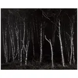 Ansel Adams, Alders, Prairie Creek Beach, Northern California (from 'Portfolio VI'), c. 1949, Gelatin silver print