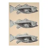 Andy Warhol, Fish (Feldman & Schellmann IIIA.39), 1983, Screenprint in colors on wallpaper, from the unpublished edition of unknown size