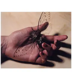 Michael Thompson, '"Insect in Hand", Kona, Hawaii', 2002, Chromogenic print