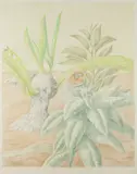 Milan Ressel, Green Line, 1987, coloured pencils, paper