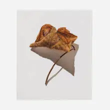 David Morrison, Rusted Leaf Series 2, 2006, colored pencil on paper
