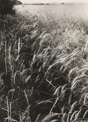 Untitled by Edwin Smith, Edwin Smith (1912-1971) 'Edge of a Cornfield' photograph, sold Oct 2020