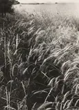 Edwin Smith, Untitled, Edwin Smith (1912-1971) 'Edge of a Cornfield' photograph