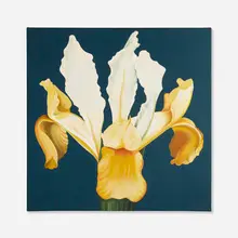 Lowell Nesbitt, White-Yellow Iris, 1966, acrylic on canvas