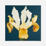 Lowell Nesbitt, White-Yellow Iris