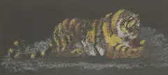 Phelan Gibb, Untitled, Phelan Gibb (1870-1948) 'Tiger' gouache 23 x 50cm Provenance: Lucy Wertheim