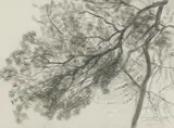 Laura Knight, Untitled, pencil 23.5 x 32cm .