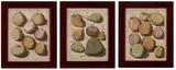 Jacob Folkema, Pomology, after Johann Hermann Knoop, Set of three plates (VII