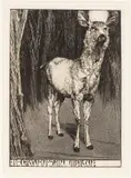 Umberto Bottazzi, Il cervo di Sant'Uberto, Lithograph on paper