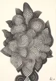 Corrado Cagli, A Riri, 1968, Ink on paper